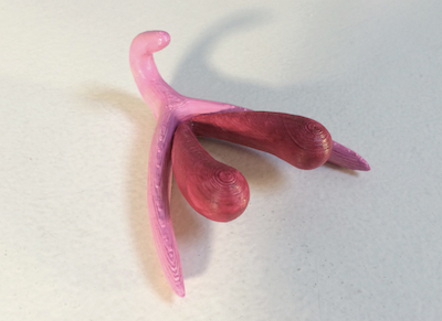 3D Printed Clitoris Brings Gender Equality to French Classrooms