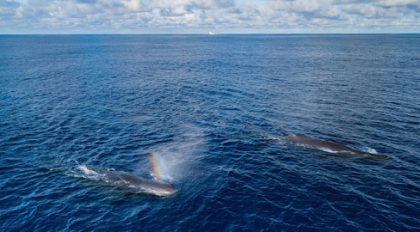 Whales Likely Impacted By Great Pacific Garbage Patch