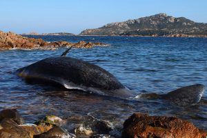 A Whale Is Found Dead in Italy With 48 Pounds of Plastic in Its Stomach!